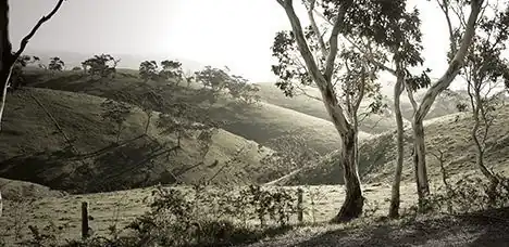 Glooiende heuvels met verspreide eikenbomen in Californië, zwart-wit
