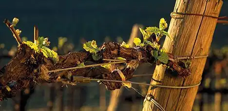 Oude, knoestige wijnstok met jonge groene scheuten