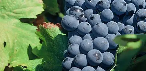 Blauwe druiventros aan de wijnstok, vlak voor de oogst