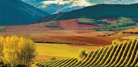 Wijngaarden in Rioja met de bergen op de achtergrond