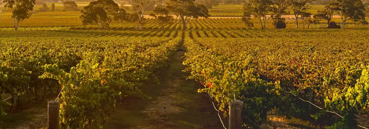 Wijngaarden in de Barossa bij zonsondergang, de thuisstreek van Yalumba